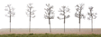 Maple Sugar Bush Tree Set w/Details - Kit