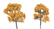 ForeGround(TM) Tree pkg(6) -- Fall Fiesta Ocher