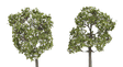 ForeGround(TM) Tree pkg(6) -- Spring Blossom White