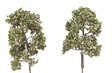 ForeGround(TM) Tree pkg(6) -- Spring Blossom Pink