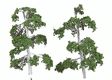 ForeGround(TM) Tree pkg(6) -- Silver Birch