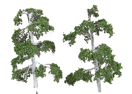 ForeGround(TM) Tree pkg(6) -- Silver Birch