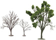 Ornamental Bonsai Tree