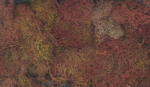 Lichen -- Autumn