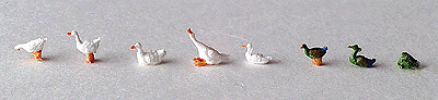 Animals -- Ducks & Geese