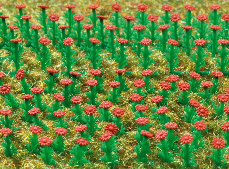 Flowers - Asters -- Red