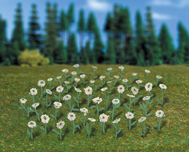 Flowers - White Ox-Eyes -- pkg(120)