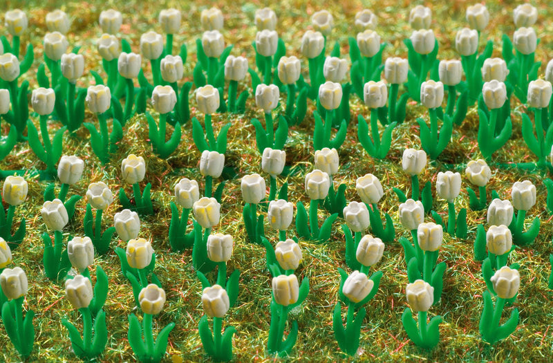 Flowers - Tulips (white)