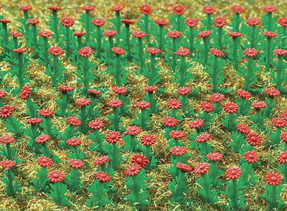 Flowers - Asters -- Red