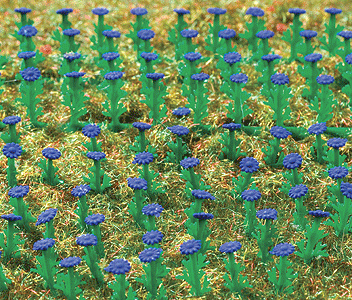 Flowers - Asters -- Dark Blue