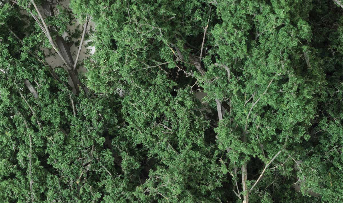 Fine Leaf Foliage(TM) - 75 Cu. In.  1.2 Cu. m. -- Dark Green-2
