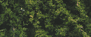 Fine Leaf Foliage(TM) - 75 Cu. In.  1.2 Cu. m. -- Dark Green-1