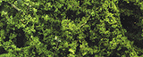 Fine Leaf Foliage(TM) - 75 Cu. In.  1.2 Cu. m. -- Medium Green-1