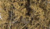 Fine Leaf Foliage(TM) - 75 Cu. In.  1.2 Cu. m. -- Dead-2