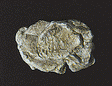 Rock Molds - 5 x 7"  12.7 x 17.7cm -- Wind Rock