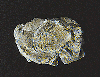 Rock Molds - 5 x 7"  12.7 x 17.7cm -- Wind Rock
