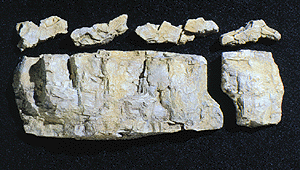 Rock Molds -- Base Rock