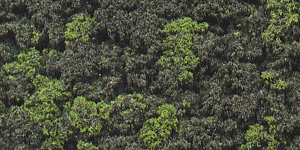 Bushes Clump-Foliage  18 cu.in. -- Forest Blend-1