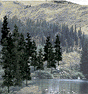 Coniferous Tree Pack - Ready Made Trees(TM) -- 4 to 6"  10.2 to 15.2cm pkg(24)