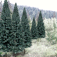 Blue Spruce Tree Value Pack - Ready Made Trees(TM) -- 2 - 4"  5.1 - 10.2cm pkg(18)
