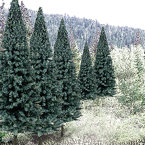 Blue Spruce Tree Value Pack - Ready Made Trees(TM) -- 2 - 4"  5.1 - 10.2cm pkg(18)