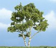 Ready Made Premium Trees(TM) - Deciduous -- Birch - 3-7/8"  9.8cm