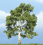 Sycamore Tree - Ready Made Premium Trees(TM) -- 4-1/4"  11.4cm