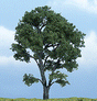 Ready Made Premium Trees(TM) - Deciduous -- Maple - 4-3/8"  11.1cm