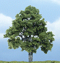 Ready Made Premium Trees(TM) - Deciduous -- Beech - 4"  10.2cm