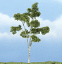 Ready Made Premium Trees(TM) - Deciduous -- Paper Birch - 4-1/2"  11.4cm
