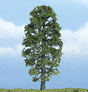 Ready Made Premium Trees(TM) - Deciduous -- Basswood - 4-1/2"  11.4cm