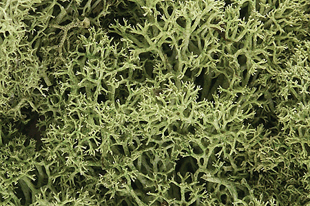 Lichen - 1.5qts  1.4L -- Spring Green-1