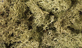 Lichen - 1.5qts  1.4L -- Spring Green-2