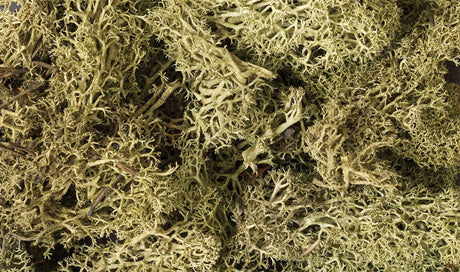 Lichen - 1.5qts  1.4L -- Spring Green-2