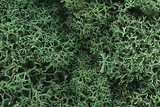 Lichen - 1.5qts  1.4L -- Light Green-1