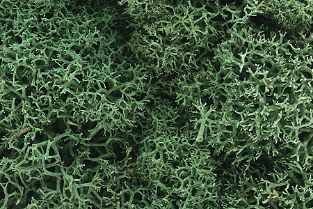 Lichen - 1.5qts  1.4L -- Light Green-1