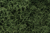 Lichen - 1.5qts  1.4L -- Medium Green-1