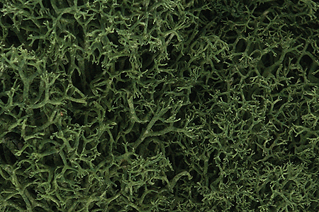 Lichen - 1.5qts  1.4L -- Medium Green-1