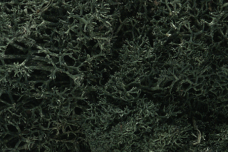 Lichen - 1.5qts  1.4L -- Dark Green-1