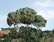 Forest Canopy(TM) - Kit - 151 Cu. In. - 2474 Cu. Cm. -- Medium Green