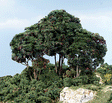 Forest Canopy(TM) - Kit - 151 Cu. In. - 2474 Cu. Cm. -- Dark Green