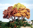 Forest Canopy(TM) - Kit - 151 Cu. In. - 2474 Cu. Cm. -- Autumn Mix