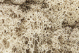 Lichen - 1.5qts  1.4L -- Natural Color-1
