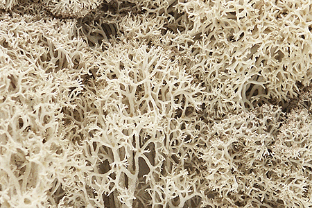 Lichen - 1.5qts  1.4L -- Natural Color-1