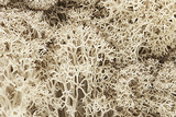 Lichen - 1.5qts  1.4L -- Natural Color-1