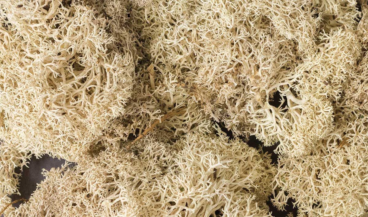 Lichen - 1.5qts  1.4L -- Natural Color-2