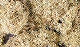Lichen - 1.5qts  1.4L -- Natural Color-2