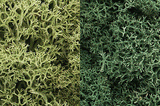 Lichen - 48oz  2.84L -- Light Green Mix-1