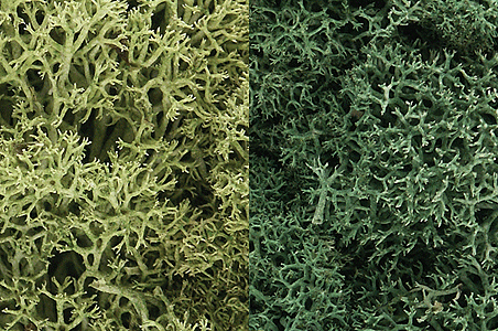 Lichen - 48oz  2.84L -- Light Green Mix-1