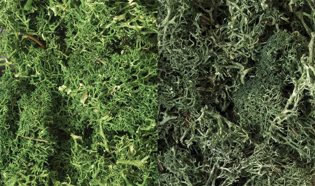 Lichen - 48oz  2.84L -- Dark Green Mix-2